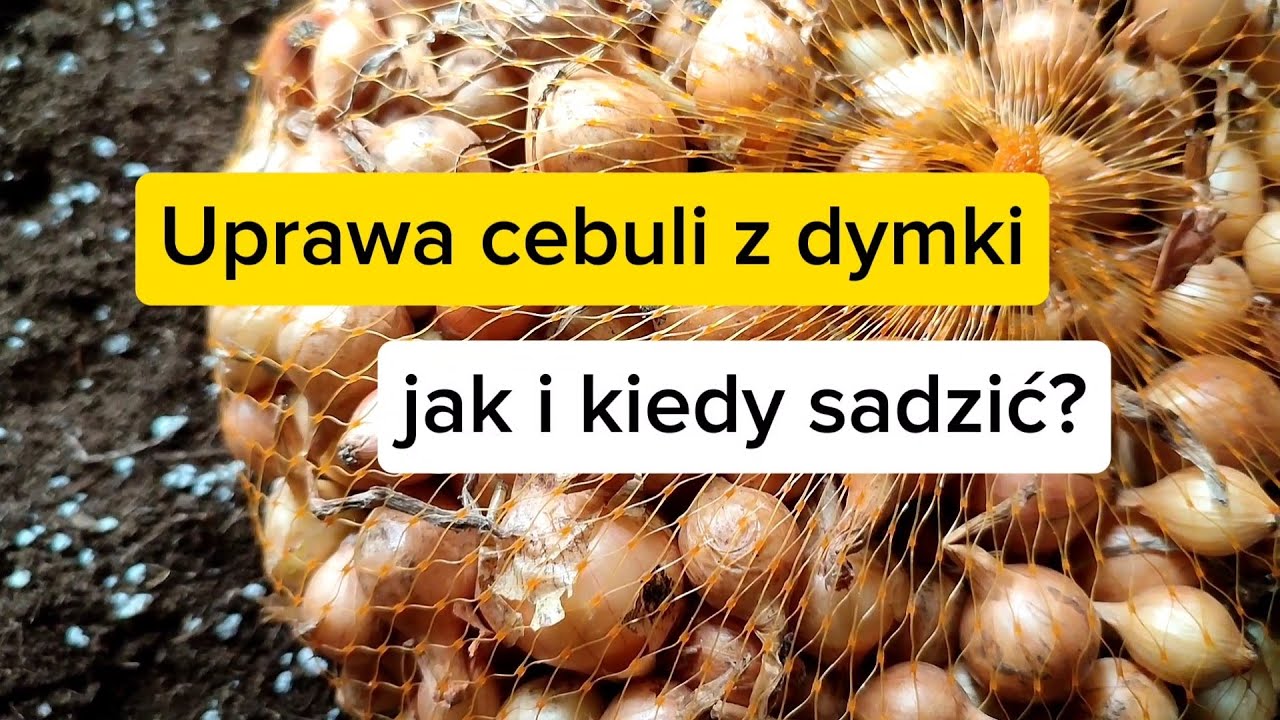 Uprawa cebuli z dymki.🧅🧅🧅 Jak i kiedy sadzić dymkę?