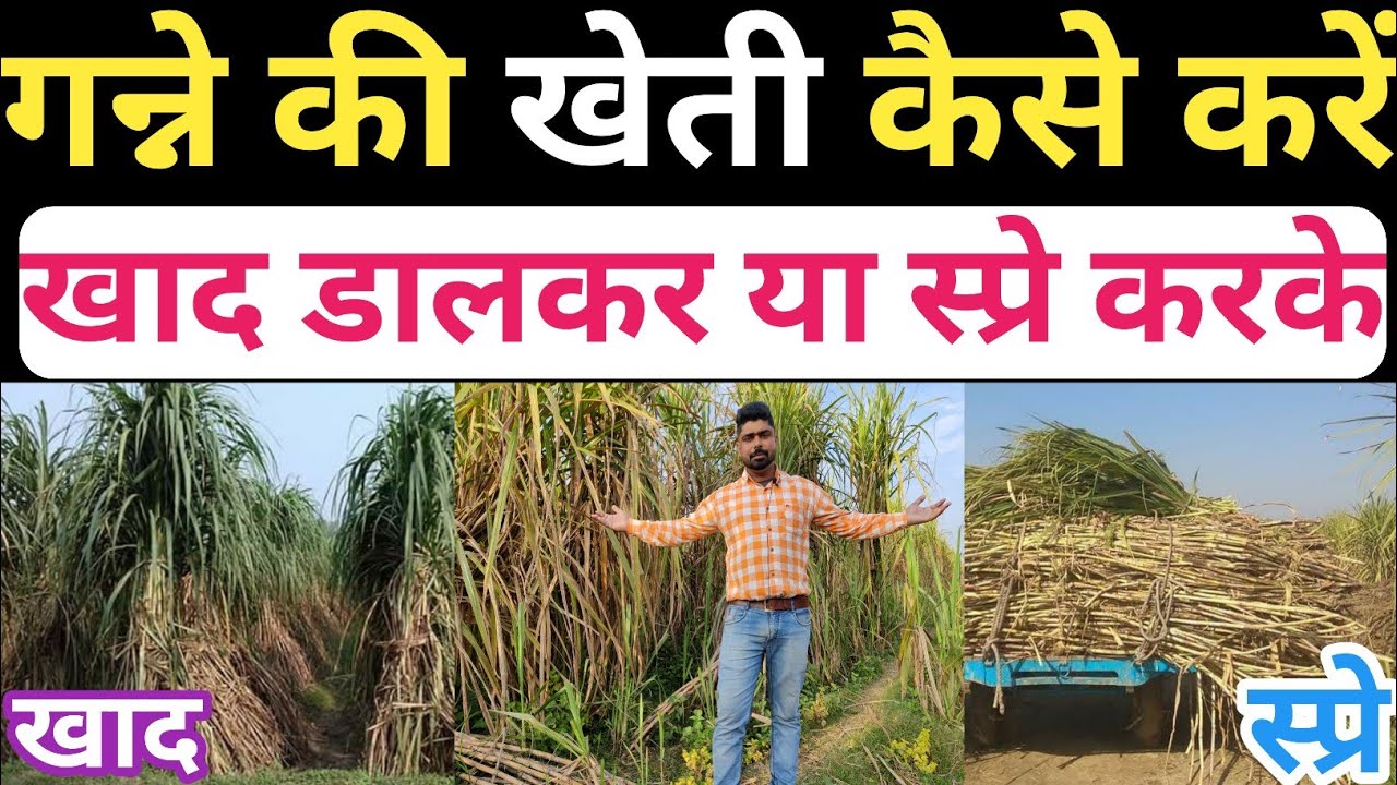 गन्ने की खेती खाद से करें या स्प्रे से करें 100% रिजल्ट/गन्ने की खेती खाद से/गन्ने की खेती स्प्रे से