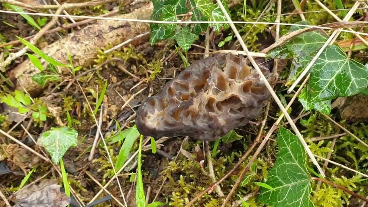 Morilles du 22 04 2023