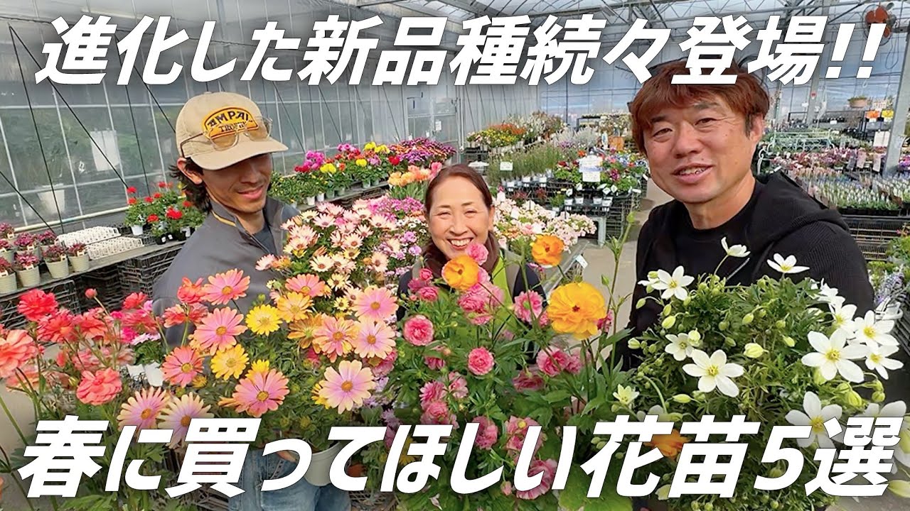 【花苗】5000坪の園芸店がこの春お勧めする