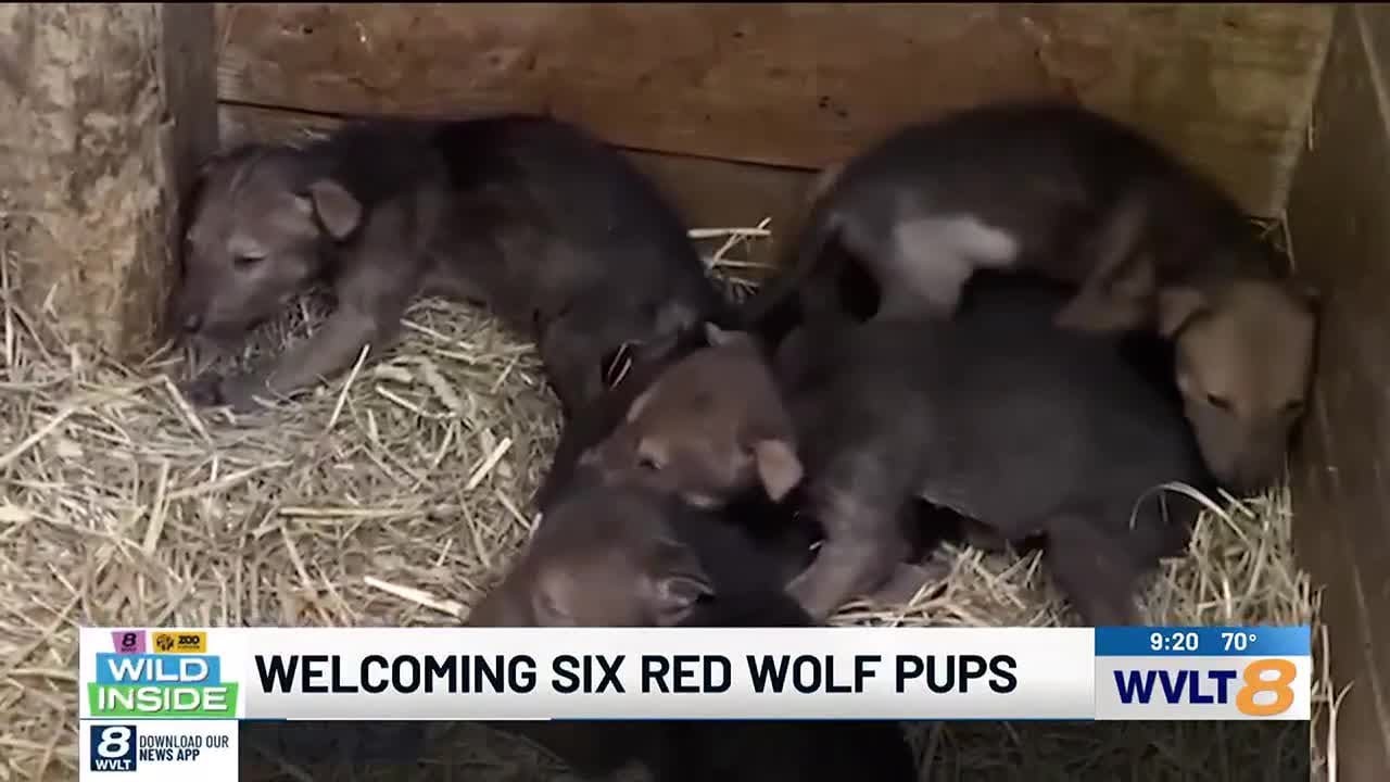 An inside look at Zoo Knoxville’s newest residents, red wolf pups