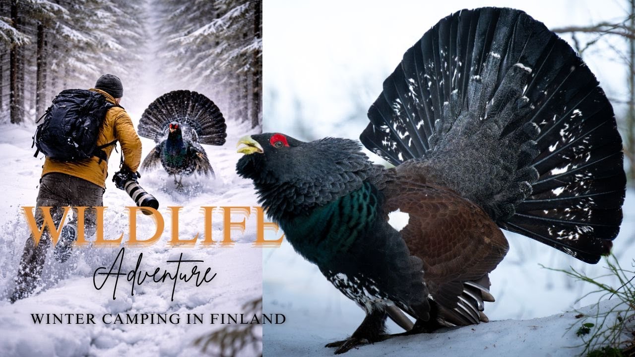 Chased by a Wild Bird in the Finnish Forest