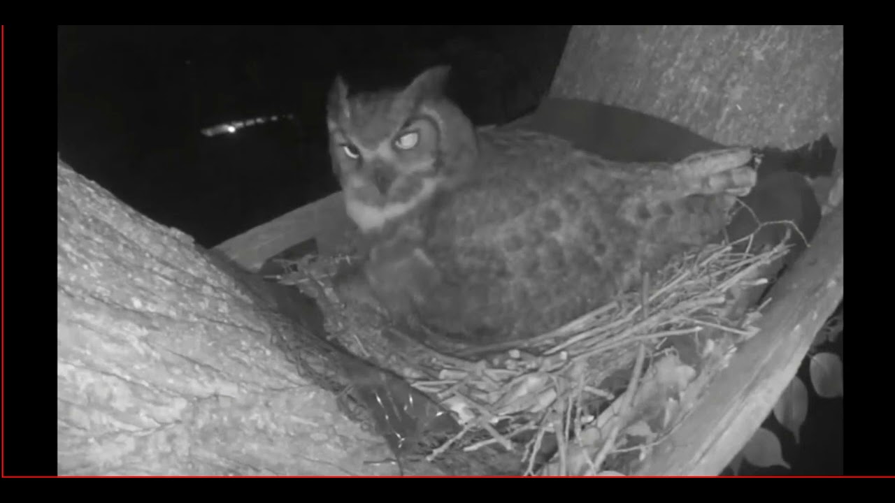 Ennis Great Horned Owlet Hatch N Feed
