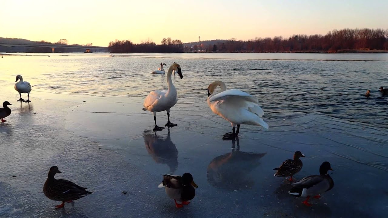Trumpeter Swans Chase Young Juvenile Trumpeter