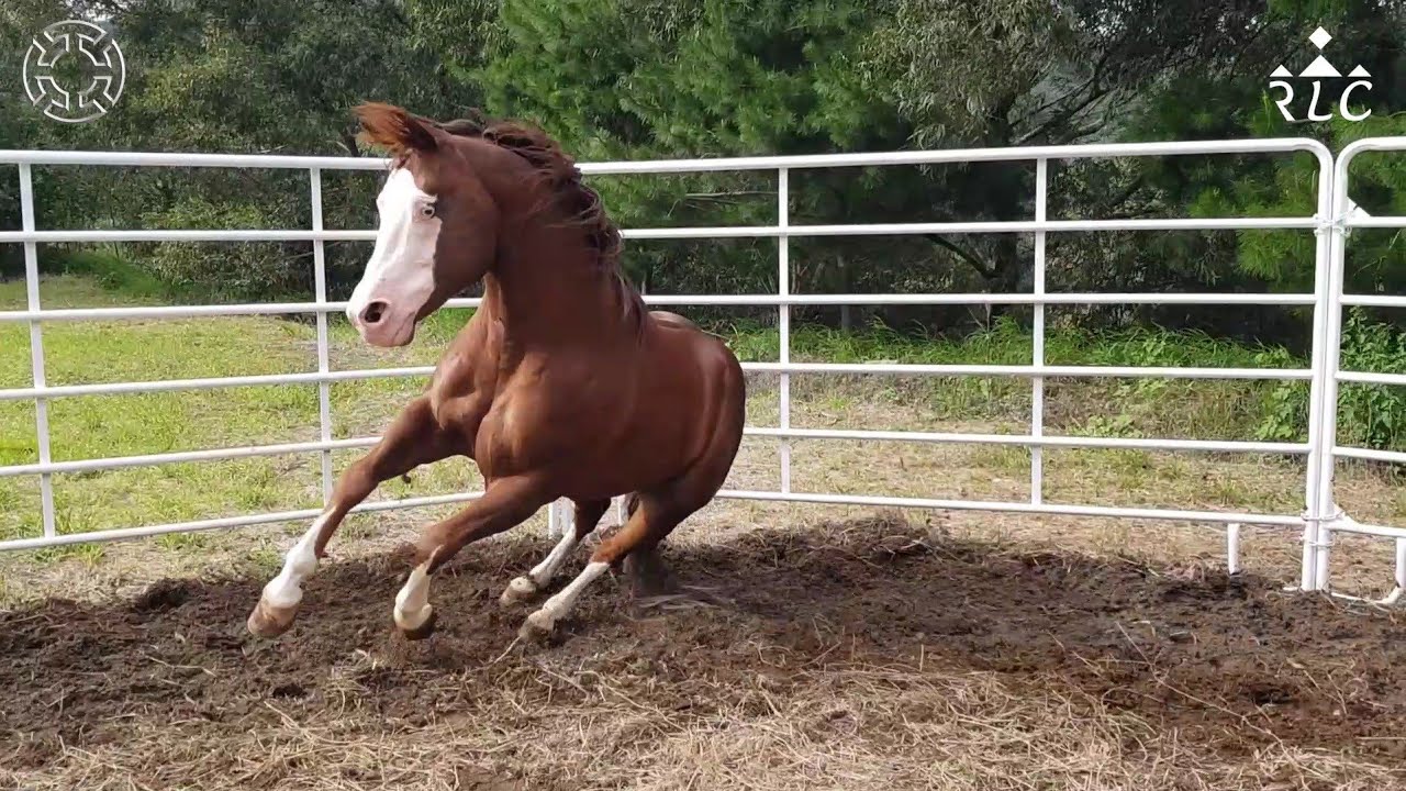 Visita a Rancho Montegrande en Colima - Parte 1 de 5