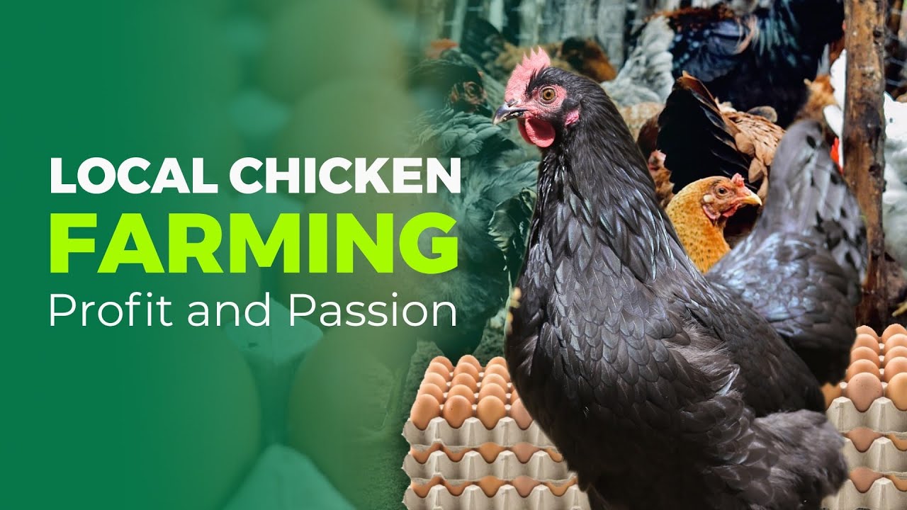 Local Chicken Farming: Teacher Raising Chickens for Profit and Passion (Part I)