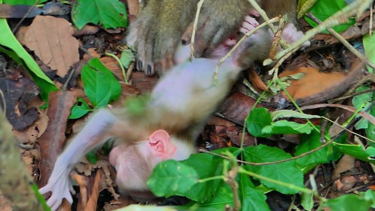 Love small Lily ....Poor Lily cried ask mom Libby some for stop does like this |
