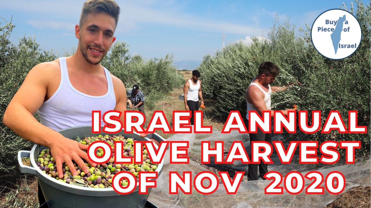 Israel Annual Olive Harvest of November 2020
