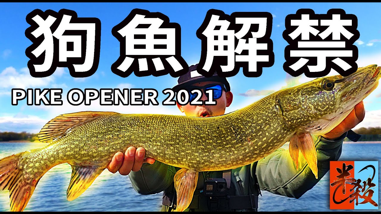 路亞PIKE/狗魚釣遊 | 這個硬餌絕對超咬（2021狗魚解禁 ）#半殺 #路亞 #釣魚