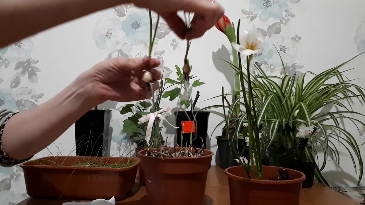 Зефирантес (Выскочка).Уход,размножение,пересадка в открытый грунт.Zephyranthes.Care,reproduction