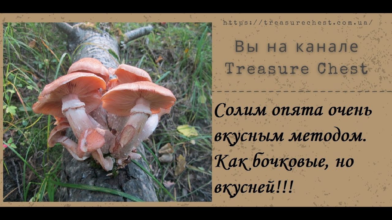 Солим опята очень вкусным методом. Как бочковые, но вкусней.