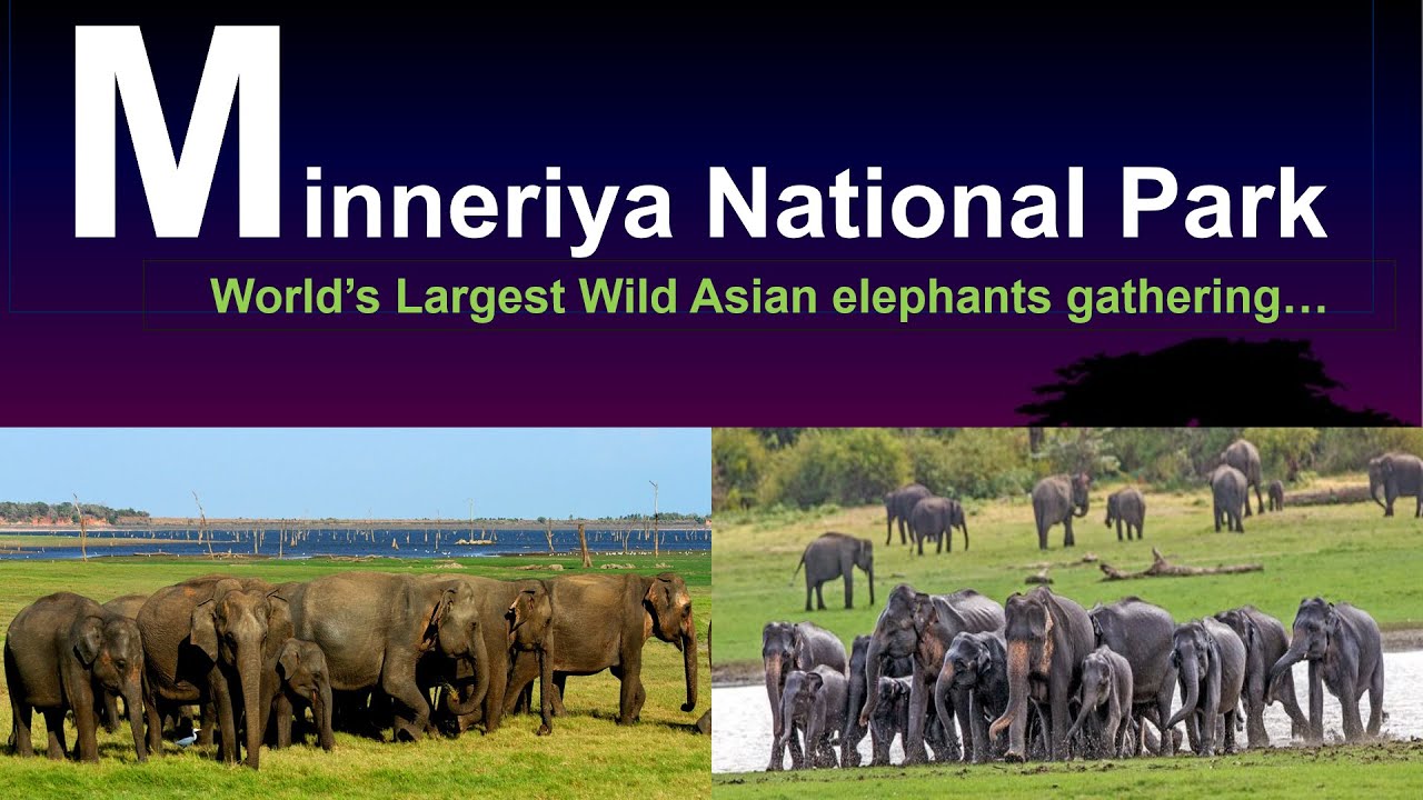 Minneriya National park | A Famous Tourist Destination in Sri Lanka...