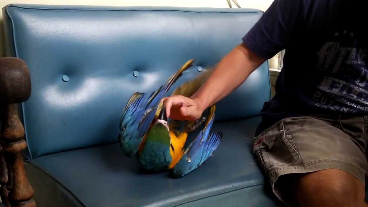 Cuddling with my Blue and Gold Macaw.