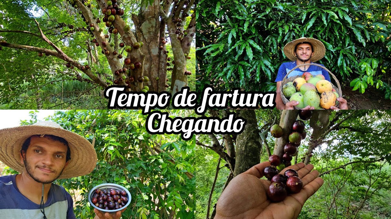 COLHEITA  de jabuticaba // fazendo mudas de jabuticaba // plantando cana e colhendo manga rosa