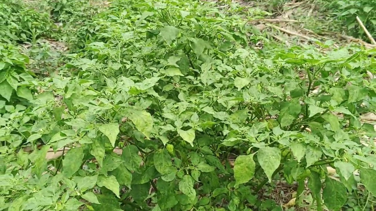 Dry Season Farming Secret: The Power of Mulching