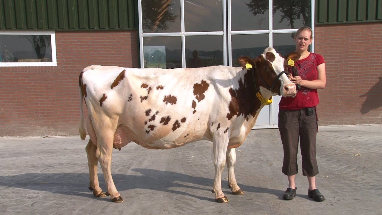 Bontje 138 - Ruijter - Warmenhuizen - Koeverkiezing 2013