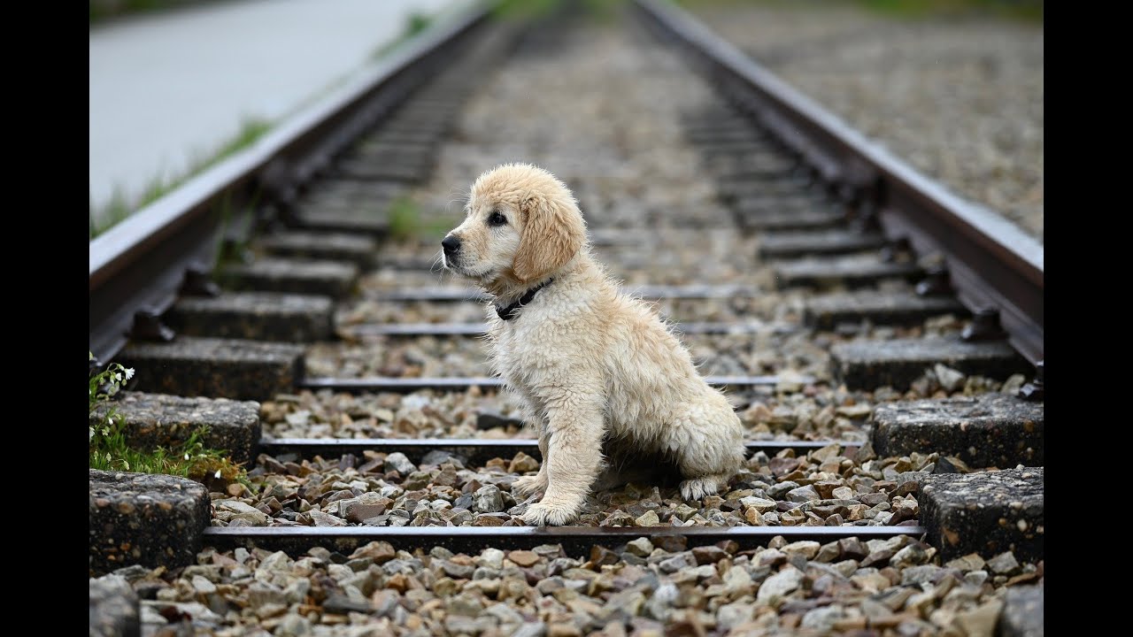 🐶 Relaxing Music for Dogs 💤 Reduce Anxiety & Stress | Calming Sounds 1 HOUR