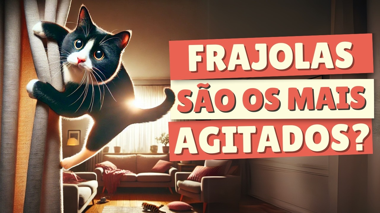 GATO FRAJOLA | Personalidade do gatinho preto e branco