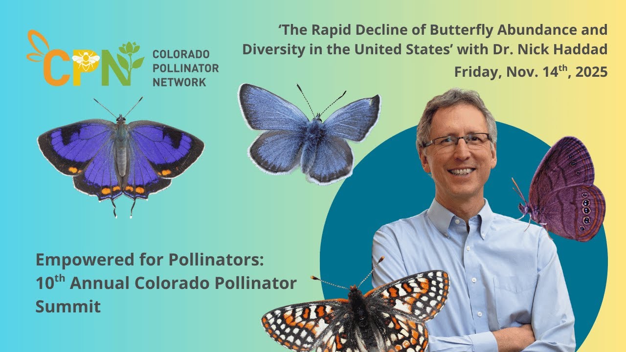 The Rapid Decline of Butterfly Abundance and Diversity in the United States with Dr. Nick Haddad