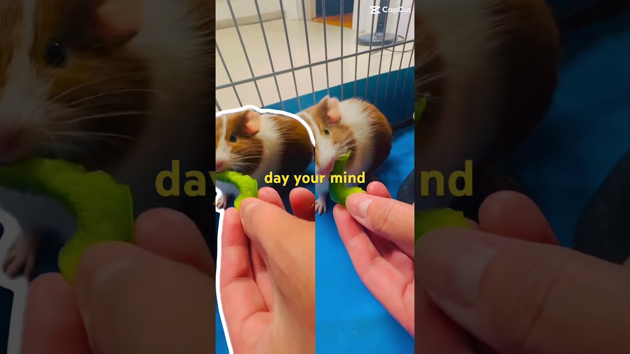 piggies enjoying their fresh veggies inside their tunnel 🥬🐹