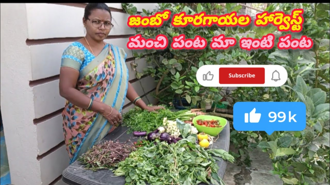 మా తోటలో ||బోలెడన్ని ఆకుకూరలు కూరగాయల||😋 హార్వెస్ట్! ఉంది చేద్దాం రండి 🌿