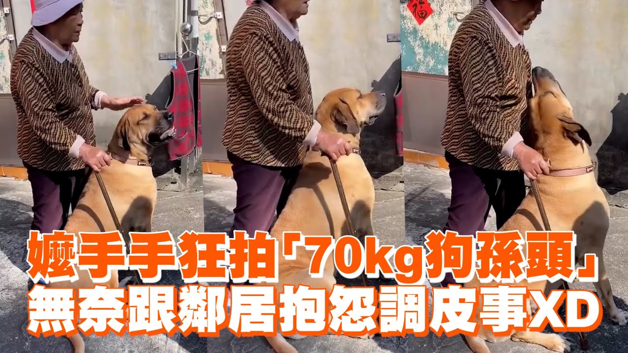 阿嬤手手狂拍70kg高山犬😆無奈跟鄰居抱怨調皮事｜寵物動物｜狗狗｜精選影片