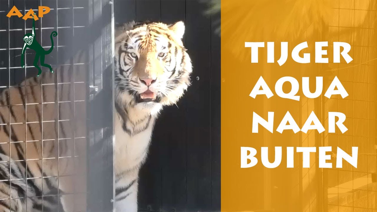 Tijger Aqua naar buiten - Stichting AAP