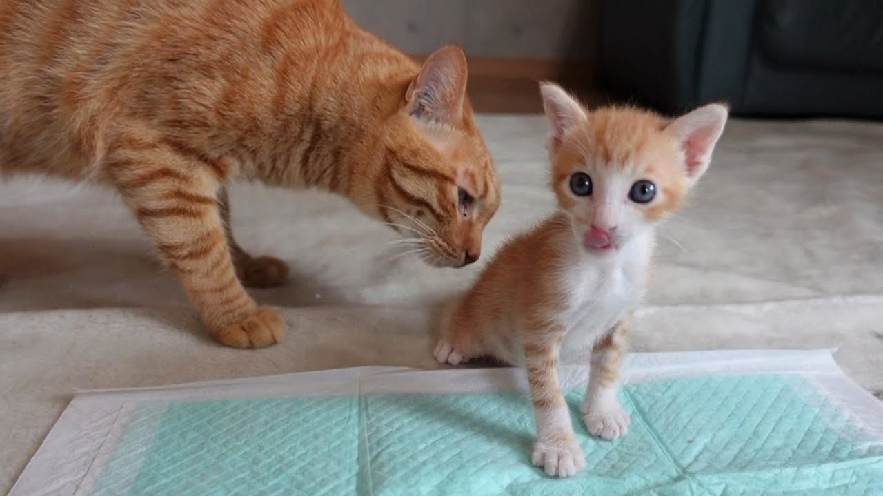 【生後30日】食べるのが下手っぴな子猫を心配する先住猫