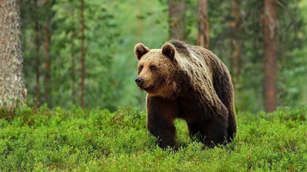 10 Wild Animals in Serbia