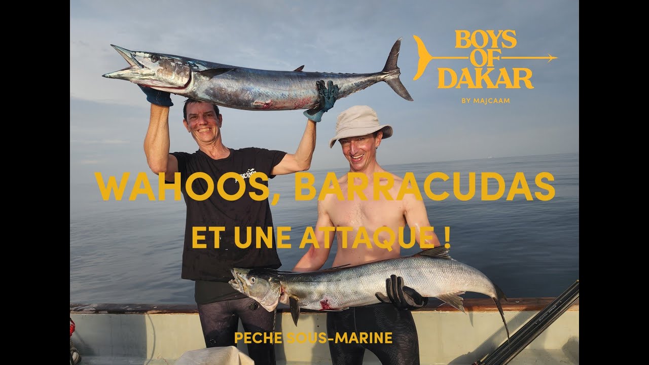 🥉PECHE SOUS MARINE - WAHOOS, BARRACUDAS ET UNE ATTTAQUE - MAJCAAM - BOYS OF DAKAR - Ep.290