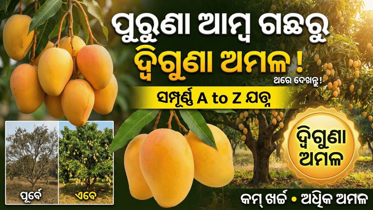ପୁରୁଣା ଆମ୍ବ ଗଛରୁ ପାଆନ୍ତୁ ଦ୍ୱିଗୁଣା ଅମଳ! ସମ୍ପୂର୍ଣ୍ଣ A to Z ଯତ୍ନ | Mango Farming Odisha