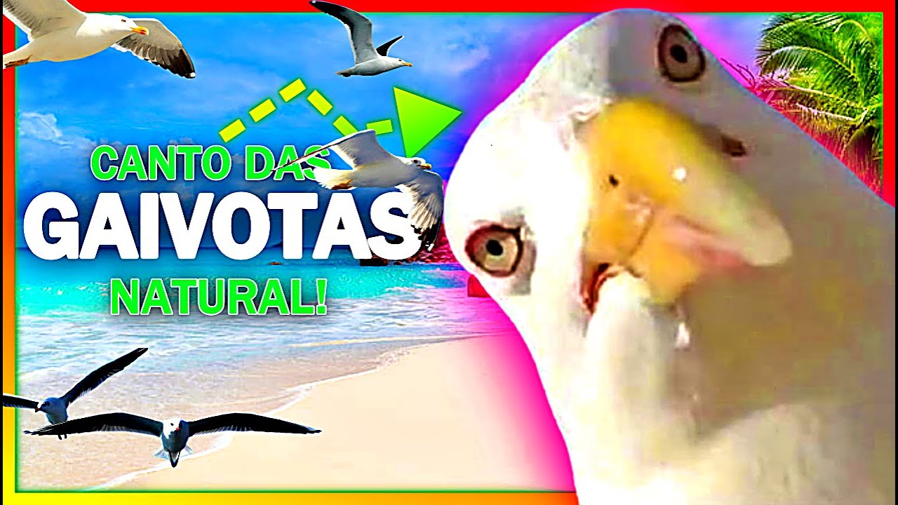 CANTO DAS GAIVOTAS! SOM DE GAIVOTAS | GAIVOTAS EM ALTO MAR - LINDO DEMAIS!