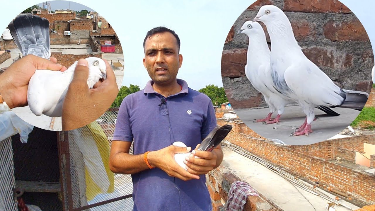 Shobhit Bhai Ke Allahabadi Kalpare Kaldume Kabutar Part-1 | Sartaj Pigeons