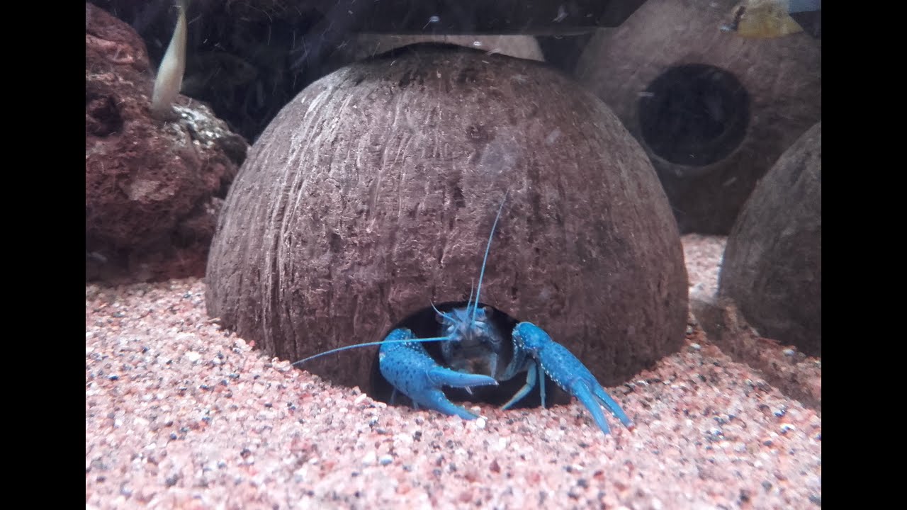 Procambarus alleni