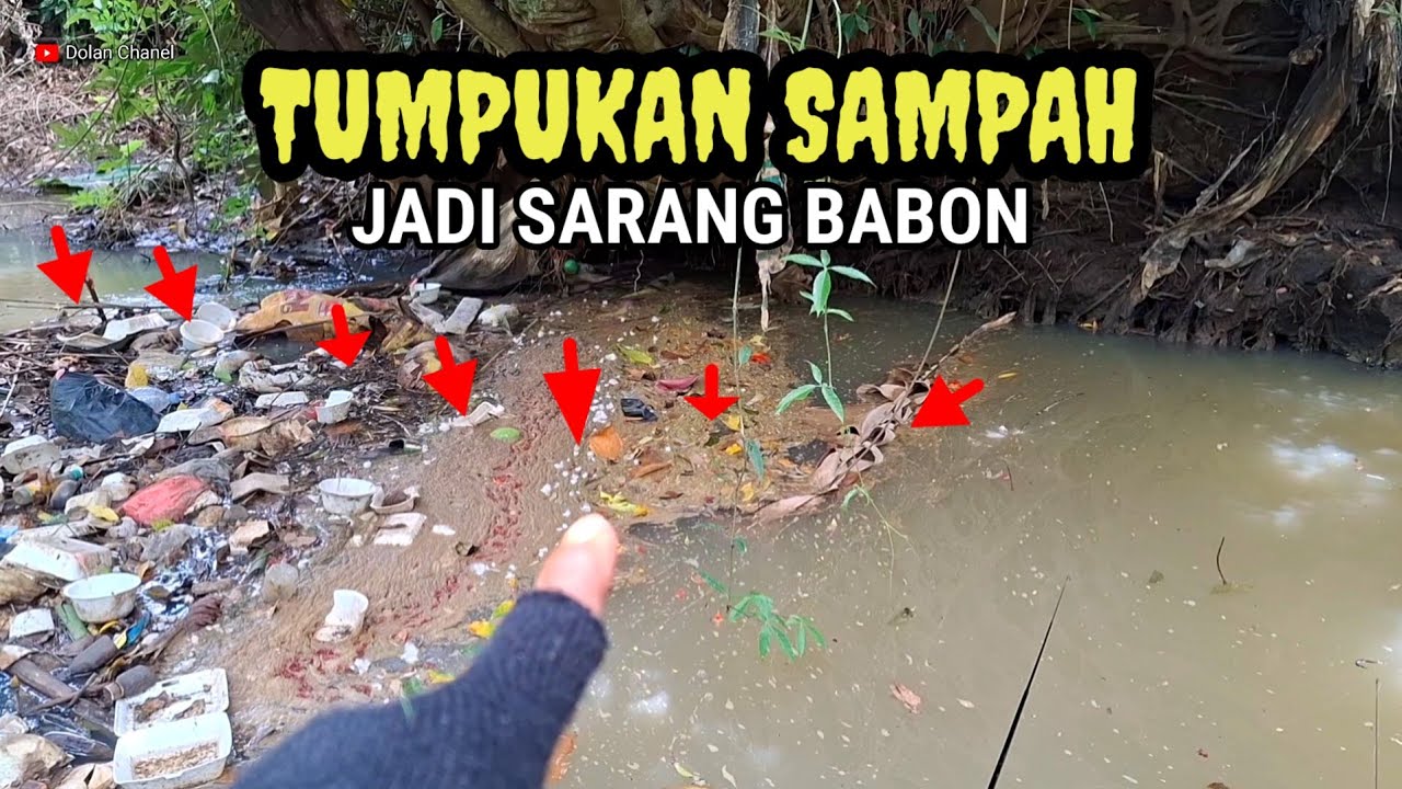 MANCING IKAN DI SUNGAI YANG DI PENUHI SAMPAH TERNYATA SARANG BABON