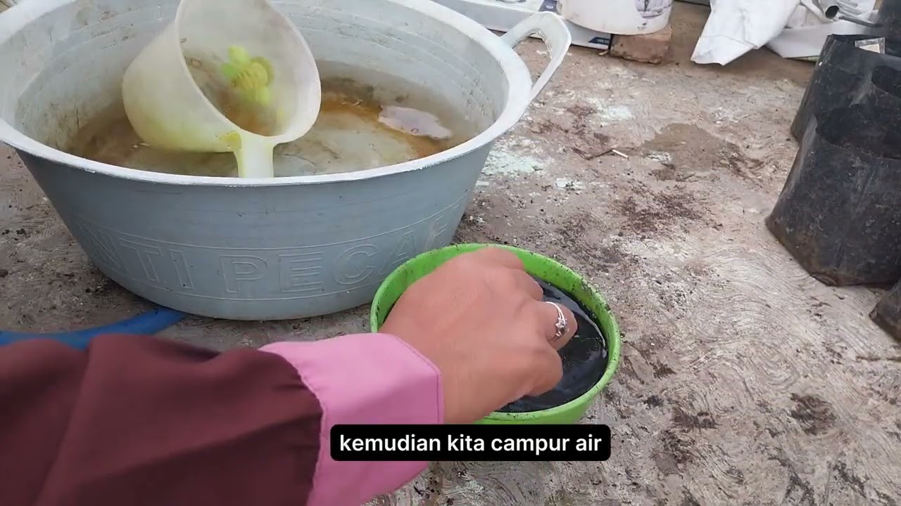 Pupuk Dasar Media Tanam || Metode Profesor Cabai Mas Udin || Aplikasikan ke Media Tanam  Polybag