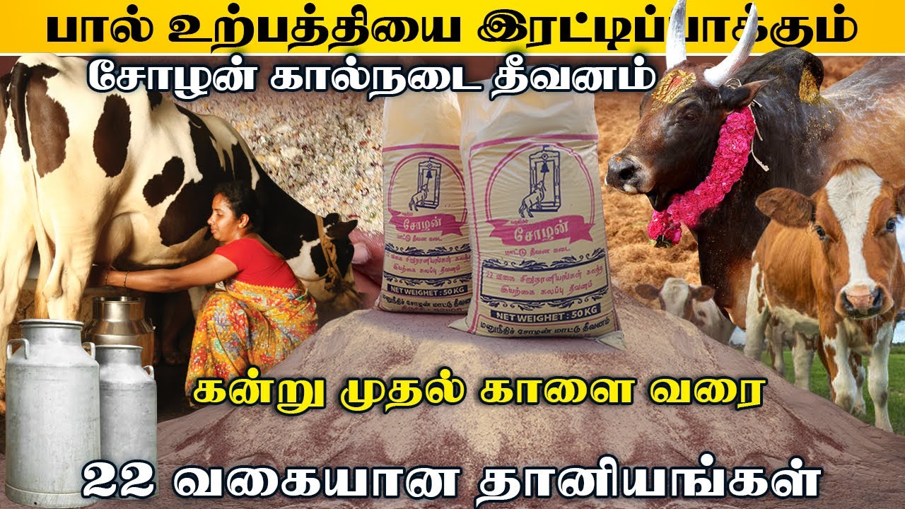 காளை முதல் கறவை மாடுகளுக்கான தீவனங்கள்  | 22 வகையான தானியங்களுடன் | Manuneedhi cholan cattle feed