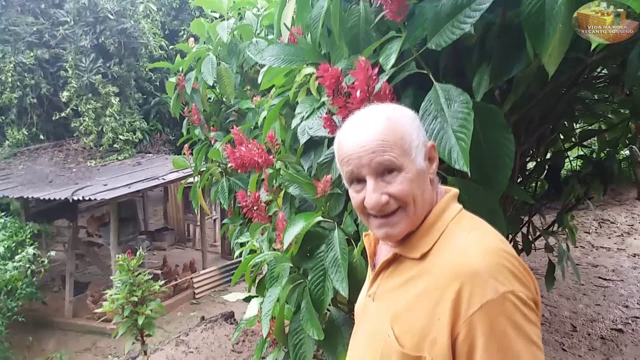 PAI E FILHA NO TERRENO EM DIA DE CHUVA E DEPOIS NA COZINHA - CALDO VERDE DE MANDIOCA - VIDA NA ROÇA