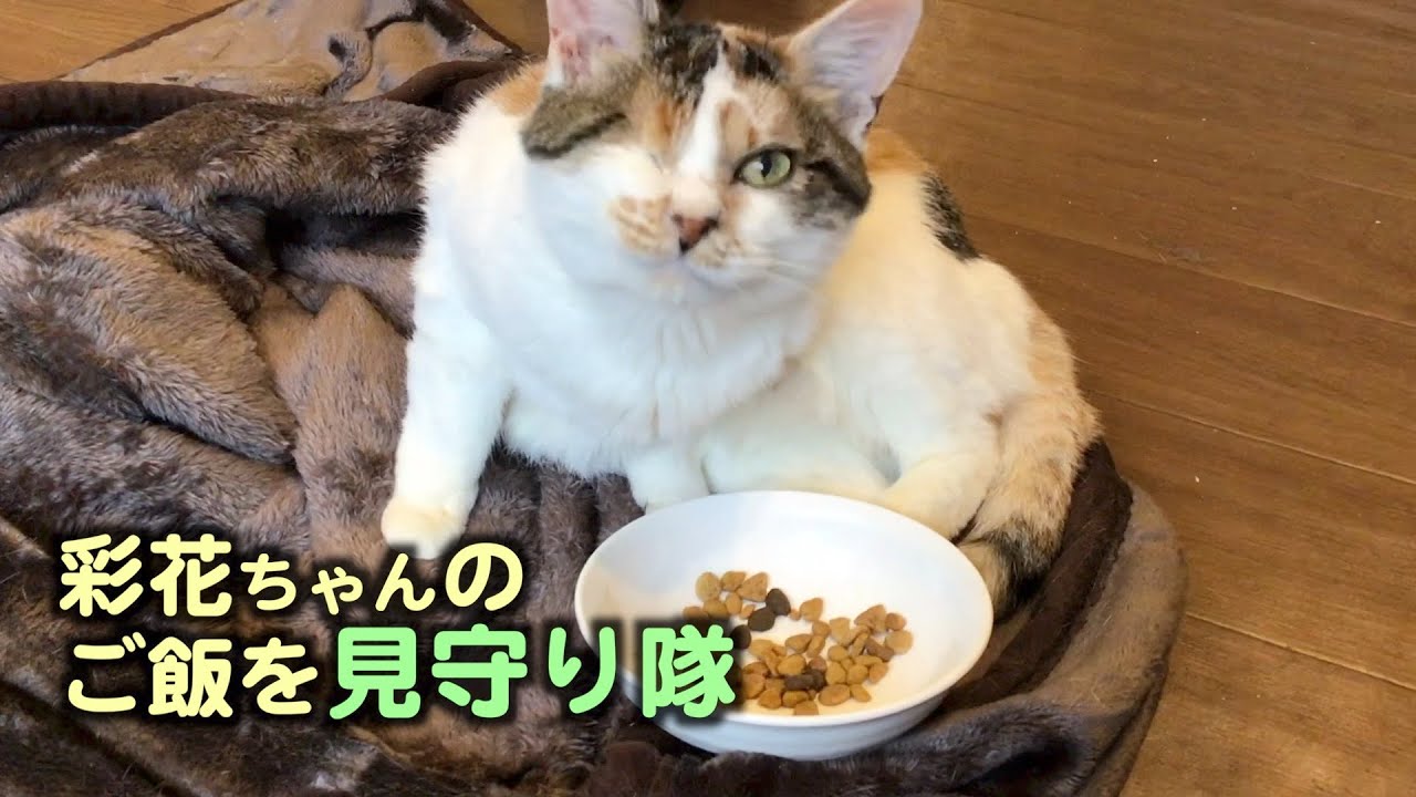 彩花のご飯を見守る動画【彩花&チャイロ】【保護猫カフェ】