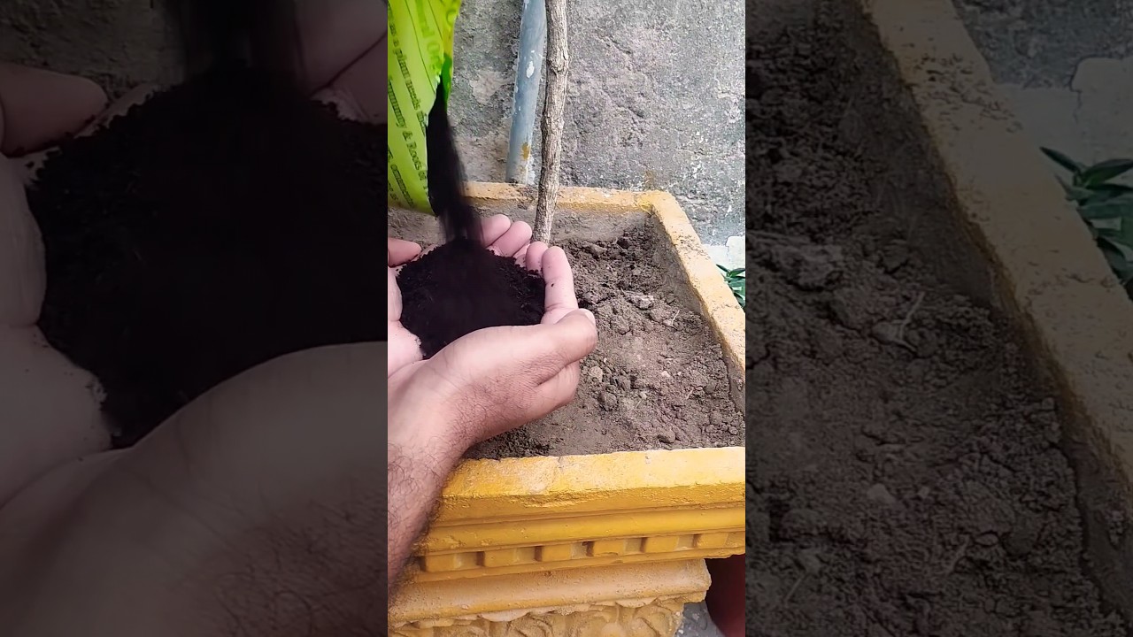 how to use compost in plants #shorts #plants #gardening
