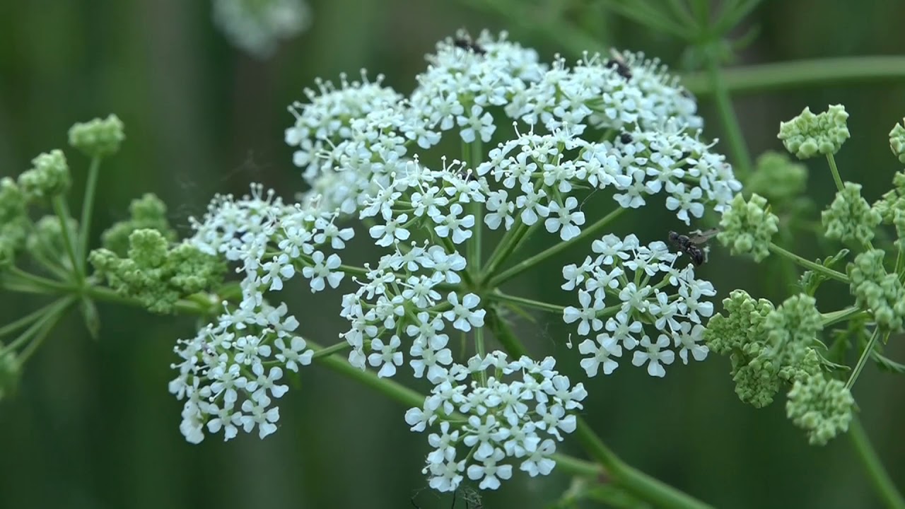 La cicuta - Conium maculatum | La planta que mató a Sócrates