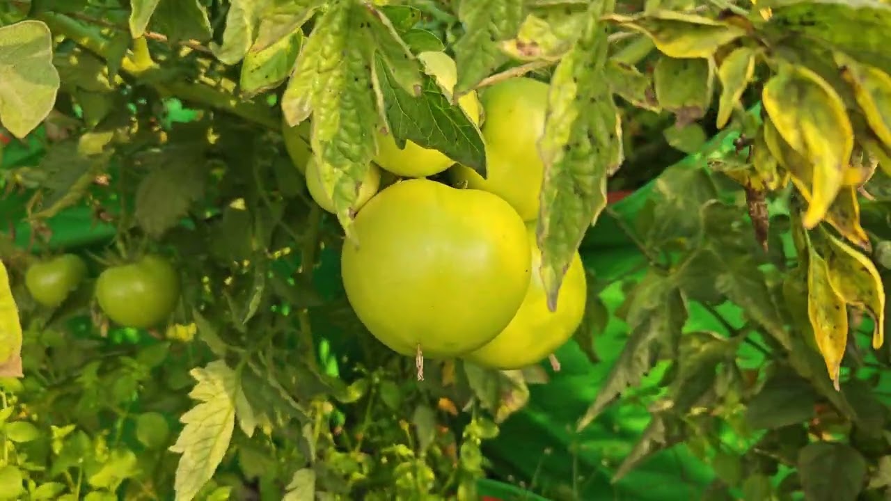 Tomato cultivation in rooftop kitchen gardening घर की बागवानी में टमाटर