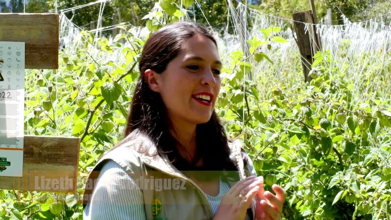 El proceso de cultivo de la Uchuva en Simijaca, Cundinamarca. - Somos Agricultura Tropical