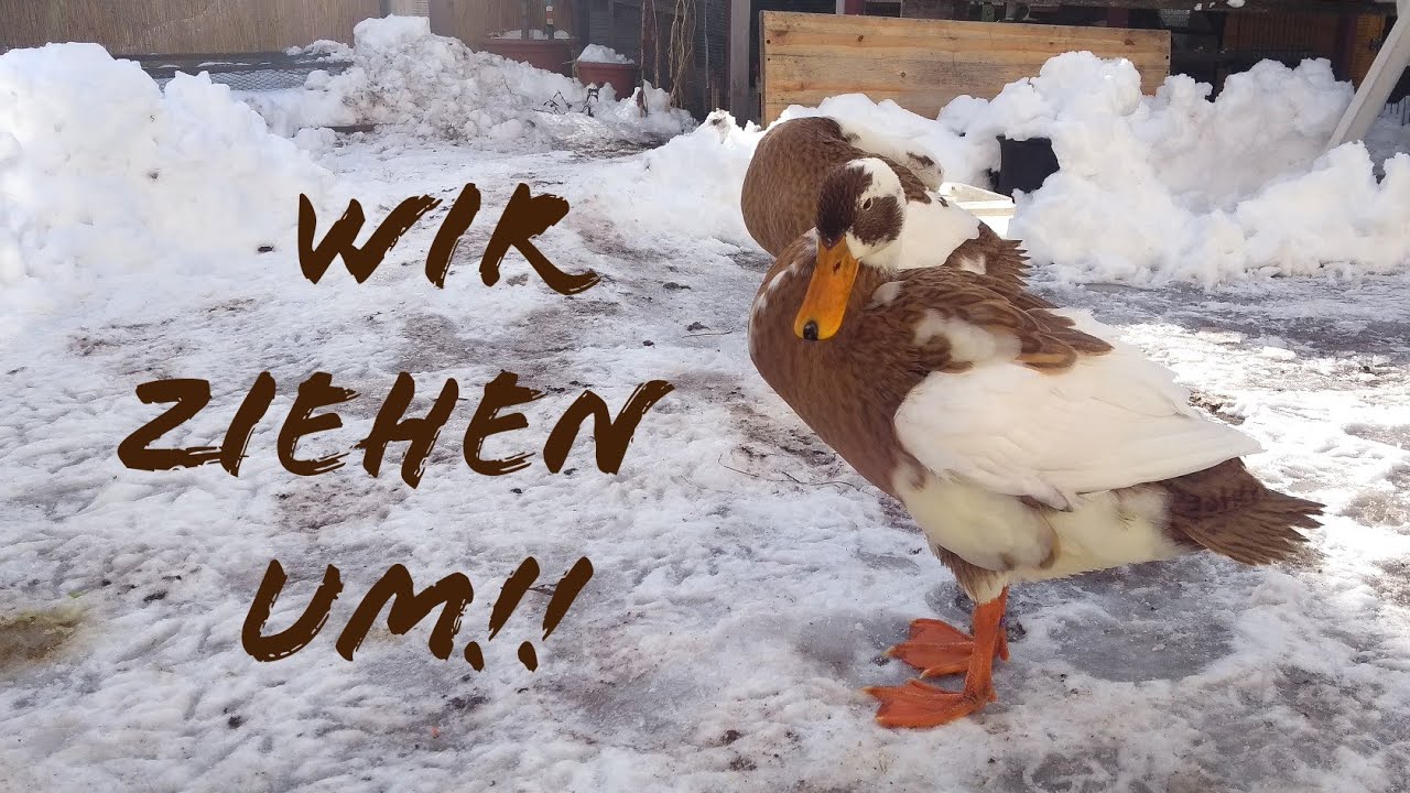 Wir ziehen um!! - Update zu allen meinen Tieren
