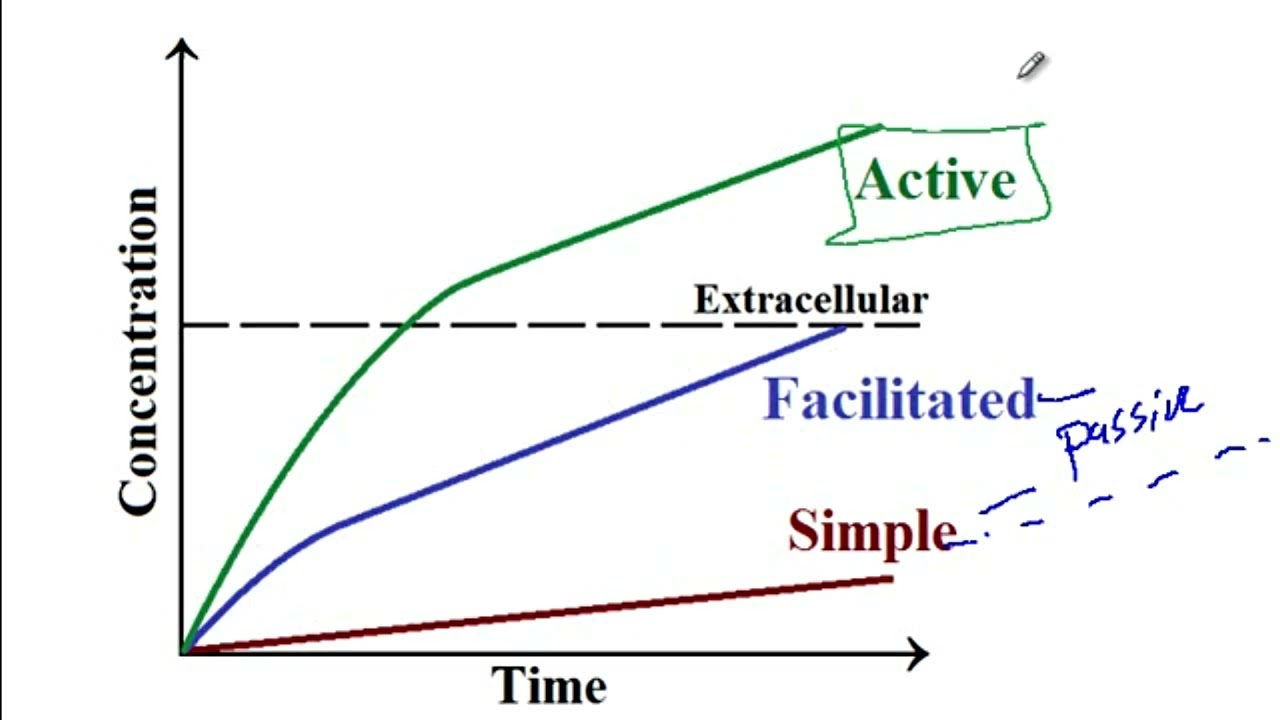 USMLE ACE Video 154: Simple diffusion, Facilitated or passive diffusion, and Active transport