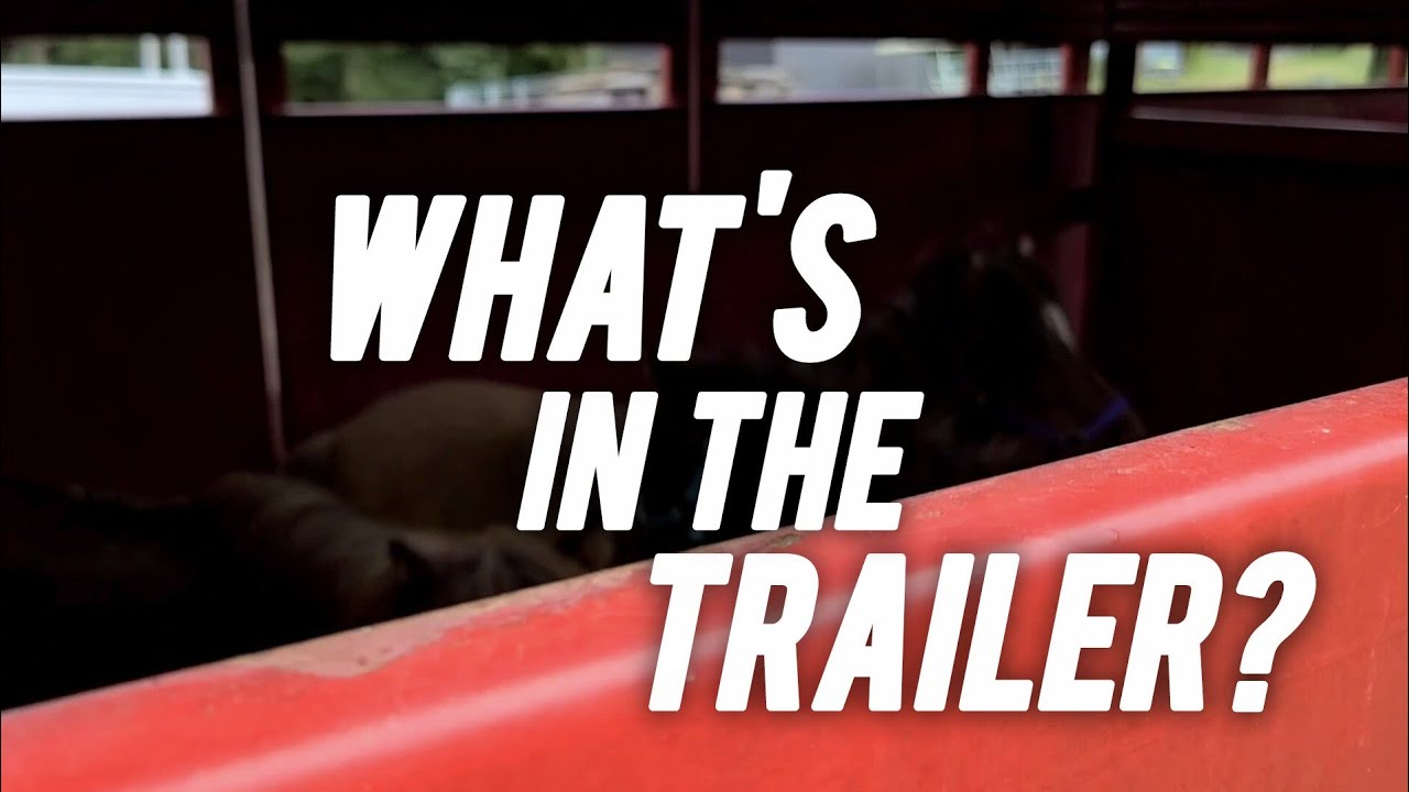 The TINIEST Mini Horses You've Ever Seen.. but why were they surrendered?