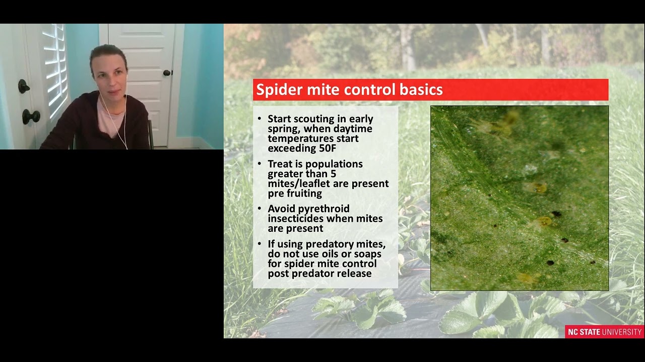 '21 SIMLIVE of Two Spotted Spider Mite Biology and Control 1