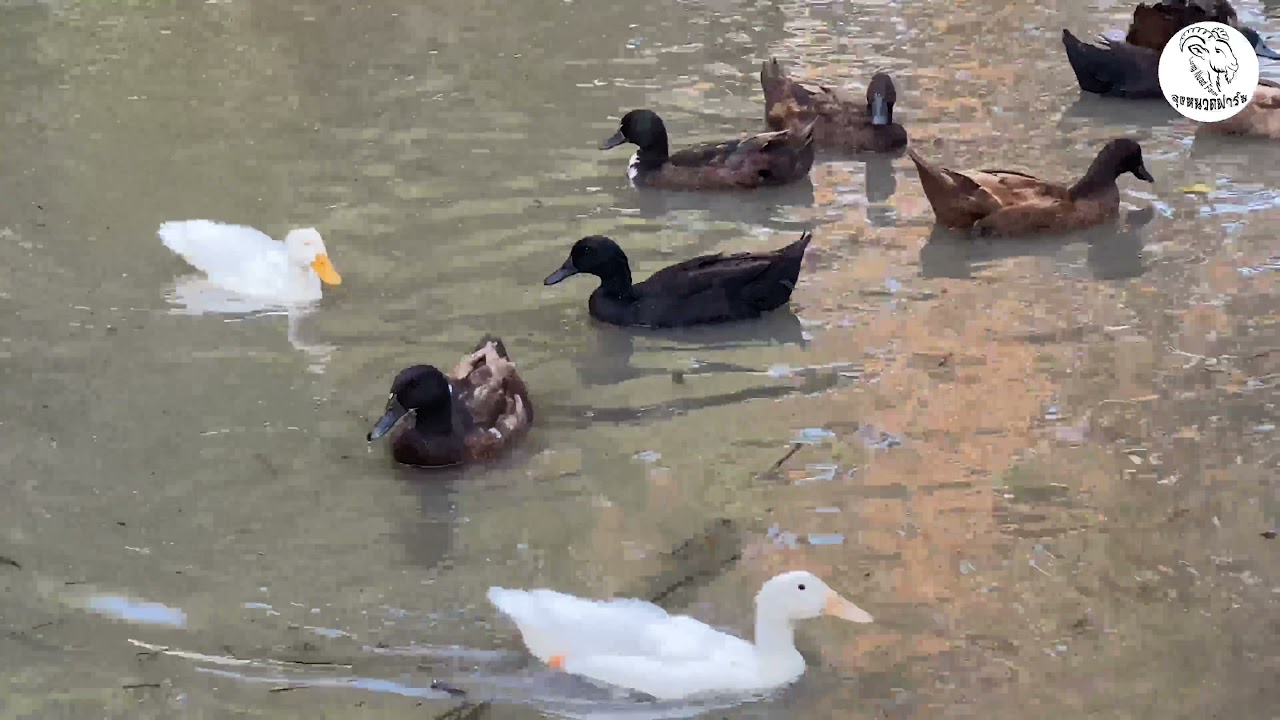 เป็ดไล่ทุ่ง เป็ดอี้เหลียง เสียงเป็ดร้อง Duck sound
