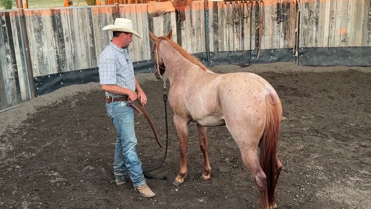 Hobbles… Handling the young horses legs