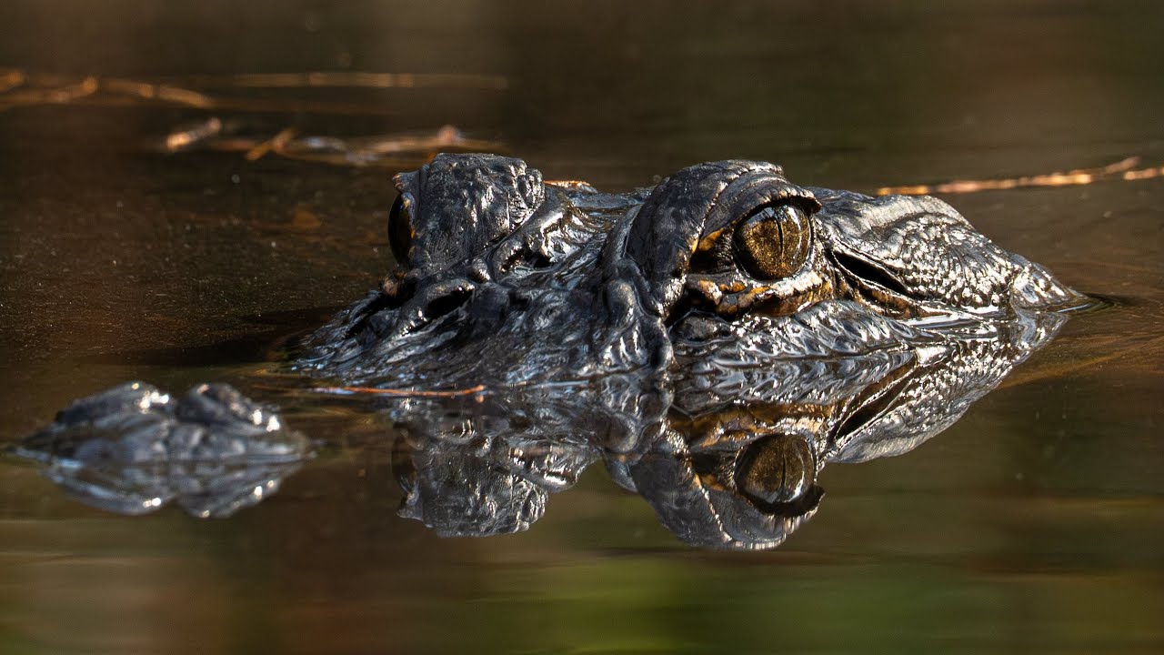 Nature Bound: Okefenokee Swamp Canoe & Camp